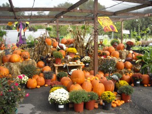 Pumpkin Land!