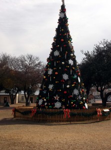Hill Country Tree