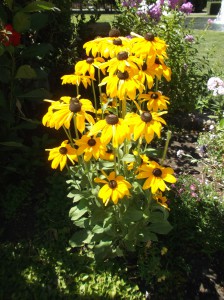 SUNFLOWERS